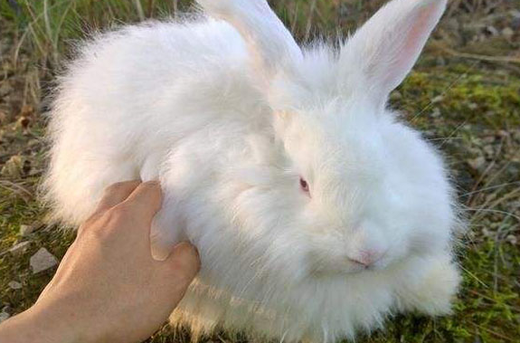 巨型安哥拉兔价格，令人意外！