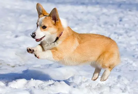 狗狗不同阶段的调皮程度，铲屎官们一定要知道