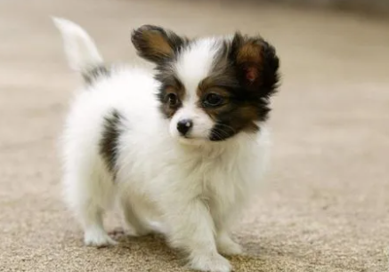 关于狗的寿命你知道多少?一般在多少年左右? 关于狗的寿命你知道多少?一般在多少年左右?