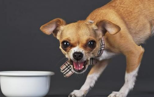 狗吃东西吐了怎么办，首先看原因