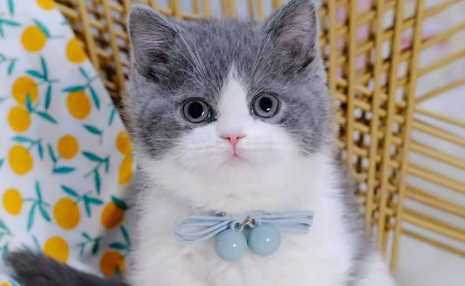 购买英短蓝白之前，先来了解下如何区分英短蓝白串串~