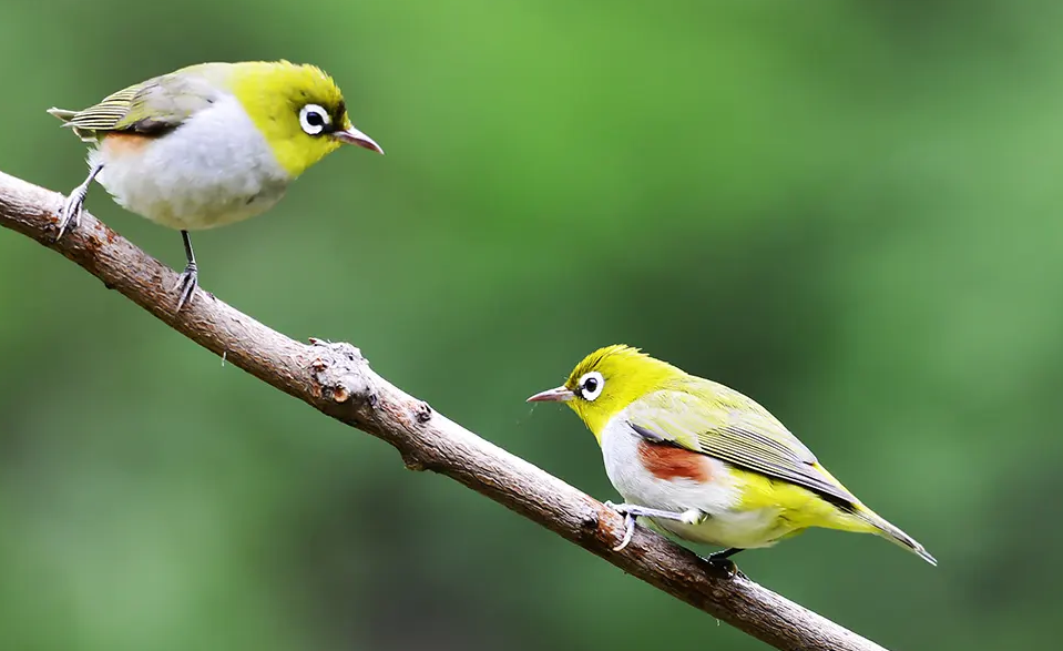 绣眼鸟换毛注意什么？看完你就知道了