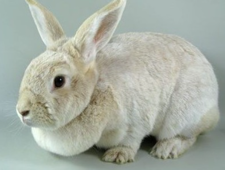 今日科普：香槟兔的特征
