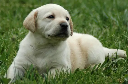 拉布拉多杂交土狗长得大吗？我来告诉你答案！