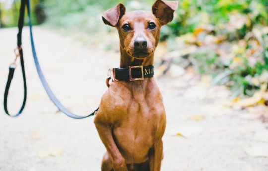 小鹿犬为什么不能打？这几条原因能让你住手