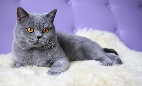 英短蓝猫会不会掉毛，看完你就了解了~