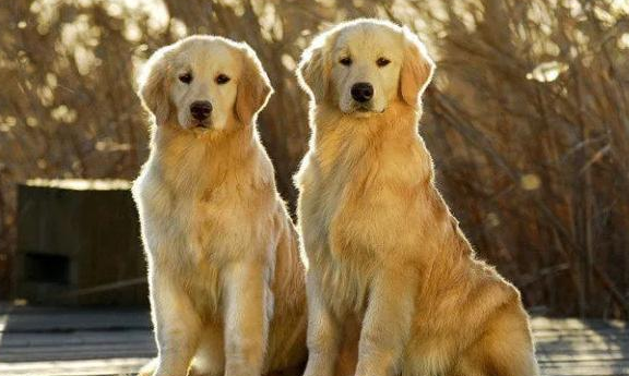 金毛会看家吗？答案出乎意料