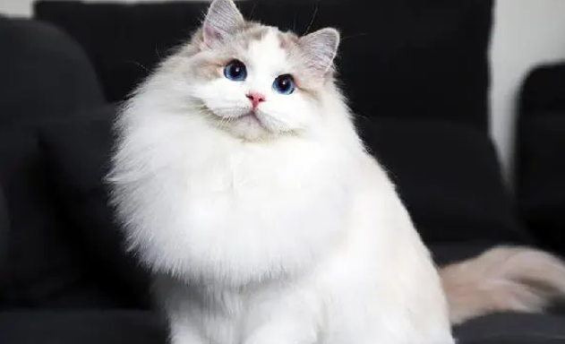 猫咪需要猫窝，买不买并不是价钱的问题