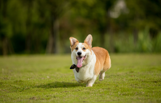 关于柯基耳朵三起三落，喜欢柯基的小伙伴你们知道吗？