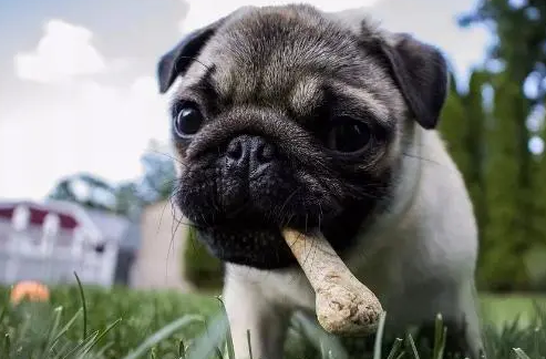 你家狗狗吃零食吗？别以为花钱就可以买到，你真的会辨别吗？