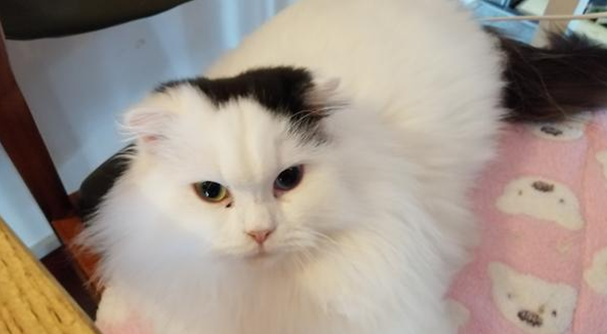 今日科普：猫的尾巴受大脑控制吗？