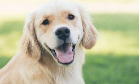 狗狗为什么反感人对它吹气？看完你就明白了