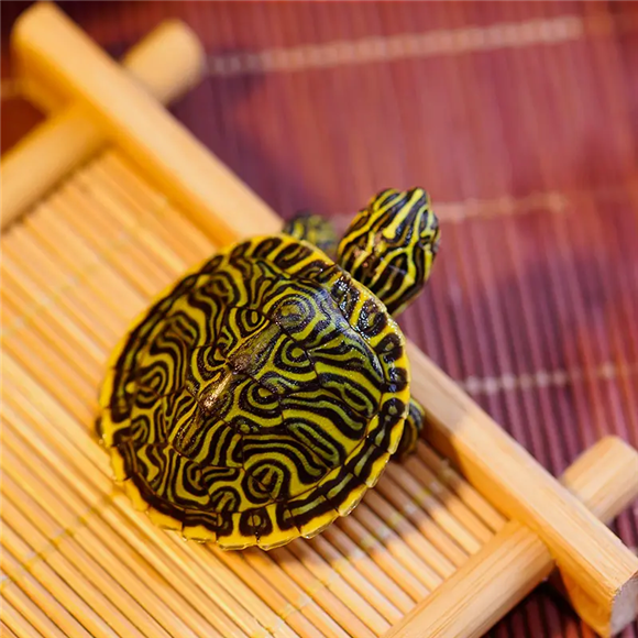 大型淡水龟“甜甜圈龟”，快来认识它