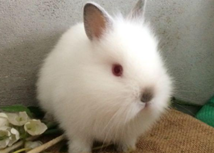 侏儒兔粘人吗？这篇文章告诉你！