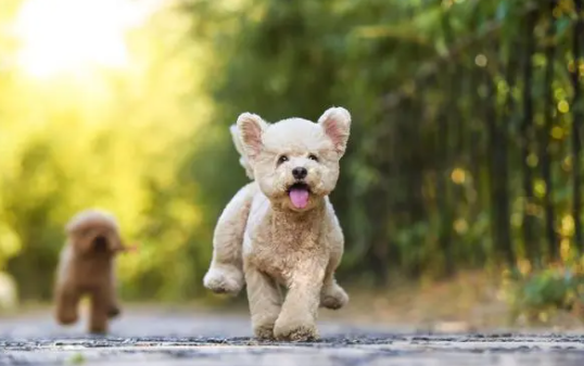 长腿泰迪好吗？其优势有哪些呢？