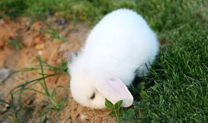 快来看看，西施兔多少钱一只吧！