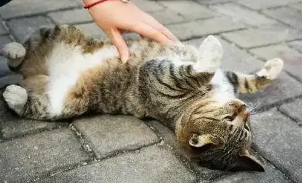 猫咪不做绝育会怎样？这几种后果需知悉