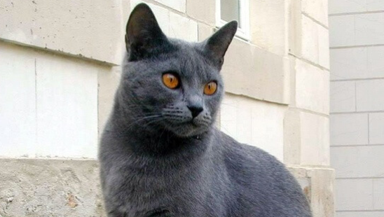 特尔猫和英短的区别是什么？看完秒懂