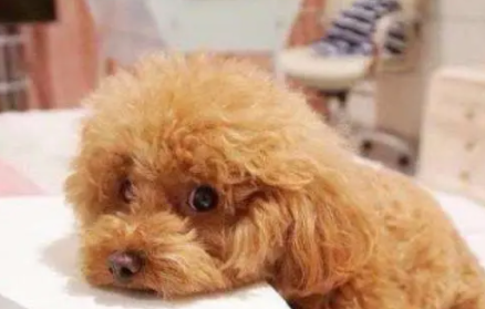 泰迪老吐是为什么？原因有哪些？