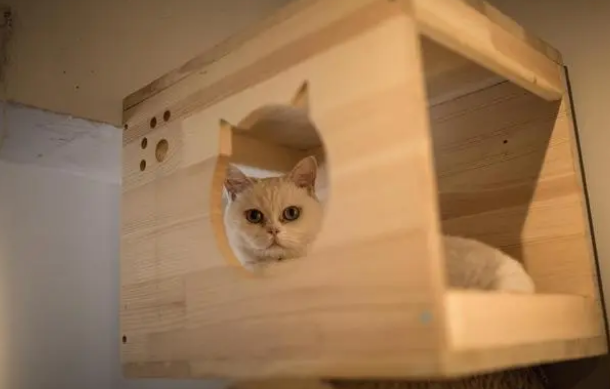 新买的猫窝，猫咪就不用，我该怎么办？