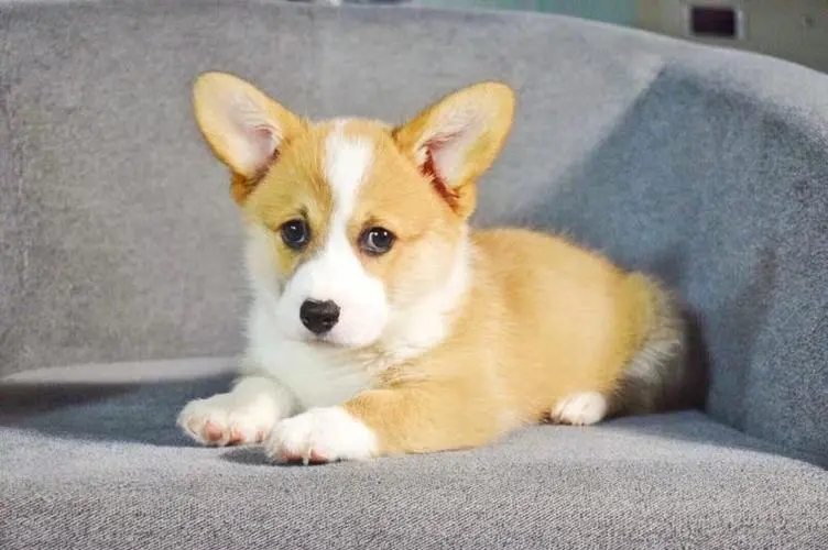 柯基是属于小型犬吗？具体的判断依据是什么呢？