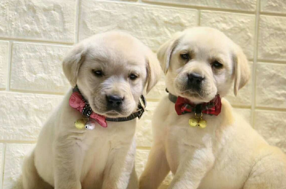 你知道吗？拉布拉多一个月怎么喂？