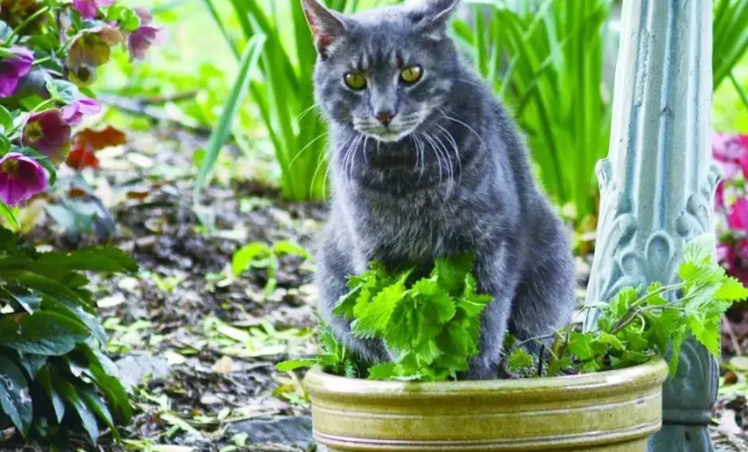 人吃了猫薄荷会致幻吗？真相是.....