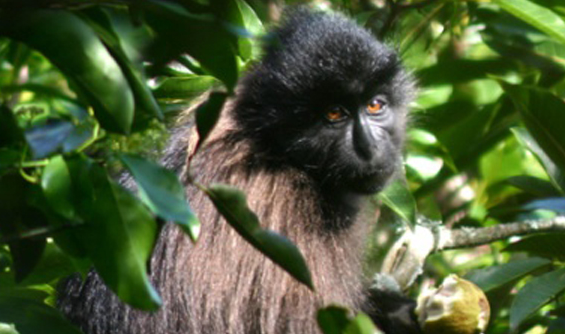 灰颊冠白睑猴的生活习性是什么？一文替你解答！