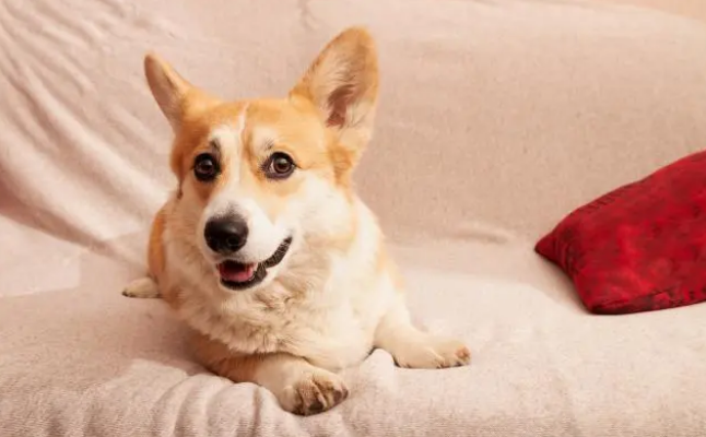 想要给狗狗驱虫,贝卫多还是超可信 想要给狗狗驱虫,贝卫多还是超可信