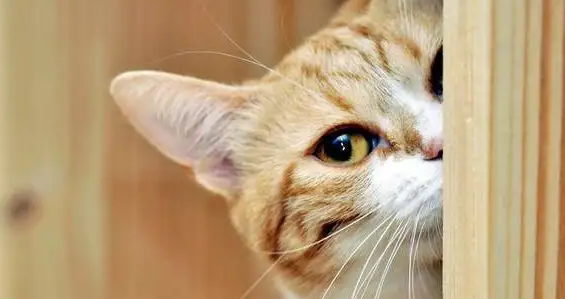 猫咪购买抱养“官网”2021年派摩养猫攻略成都重庆 猫咪购买抱养“官网”2021年派摩养猫攻略成都重庆