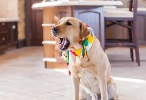 不知道神犬小七是什么狗？来瞧瞧~