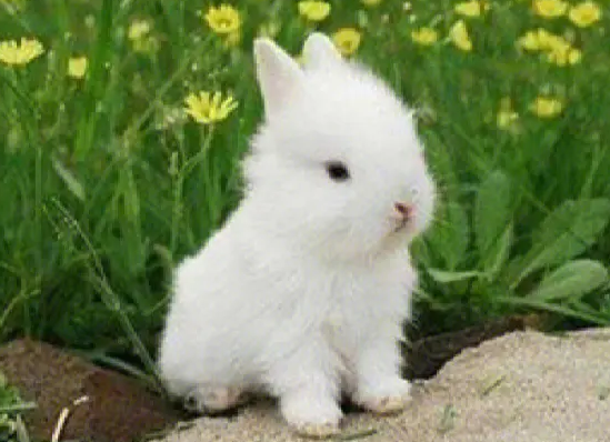 波兰兔去哪里买，想买的来看看吧