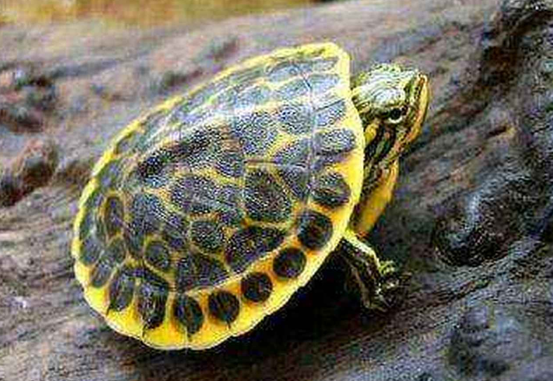 鸡龟在水里一动不动？不要担心，它可能在睡觉！