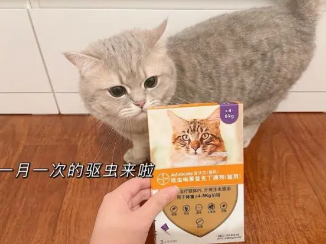 爱沃克好不好？能否解决猫咪耳螨问题？