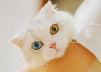 刚买回来的猫咪不吃东西怎么办，看这里！