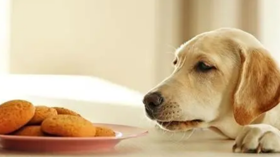 小狗食欲不振吃几口就不吃，可能是遇到这几个问题了