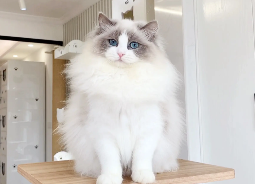 布偶满耳满背是不是特别好看?是的! 布偶满耳满背是不是特别好看?是的!