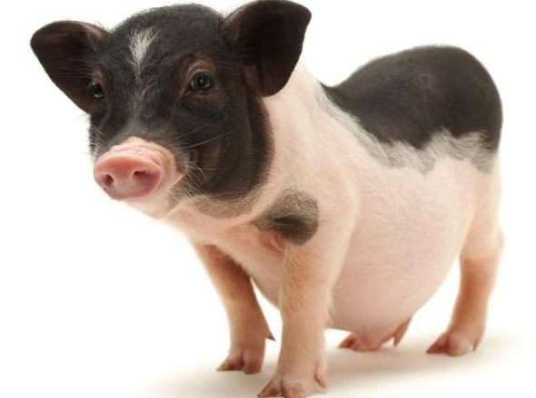 巴马香猪气喘无力是什么原因？罪魁祸首竟然是它！