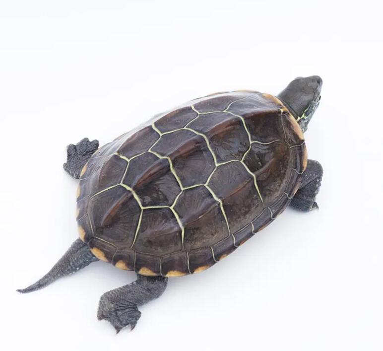 解锁中华龟花式冬眠秘籍！御寒小技巧必须get