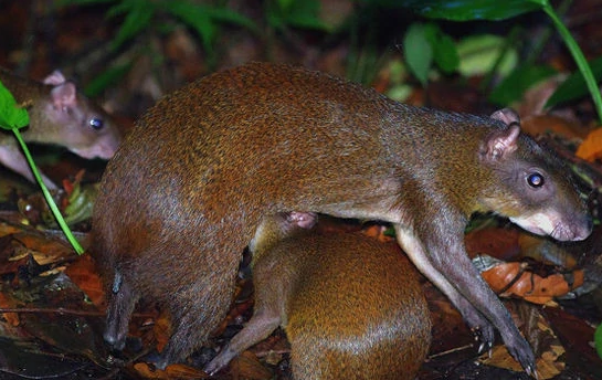 敲黑板丨购买中美毛臀刺鼠，这几点你一定要注意！