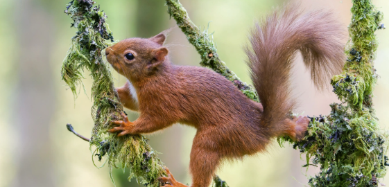 松鼠都有哪些品种？好奇的都来了解一下！