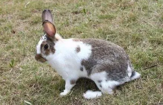 云南花兔一般多少钱？大家可以了解一下