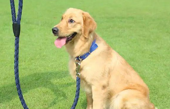 带狗遛弯时佩戴牵引绳，有这么难吗？