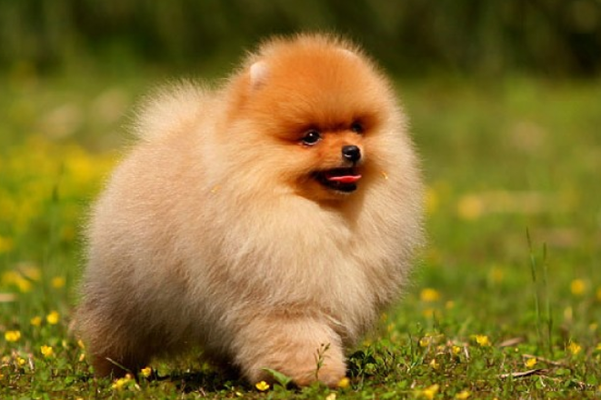 德国狐狸犬和博美如何区分，看准这几点即可！