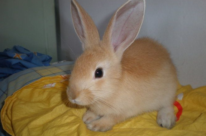 忌廉兔怎么养？一起来看看