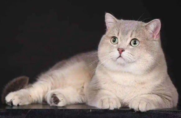 端午色英短是蓝金英短吗？这篇文章给你答案！