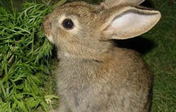 华南兔是保护动物吗？看这里