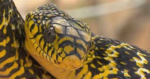 王锦蛇：小名菜花蛇的王蛇猛将