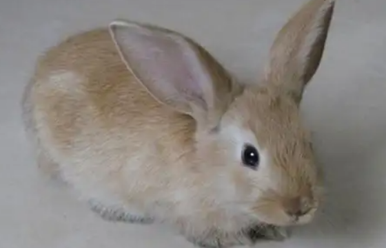 迷你雷克斯兔在哪可以购买，来看看吧