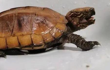 想知道木雕水龟认不认识主人？看这里~